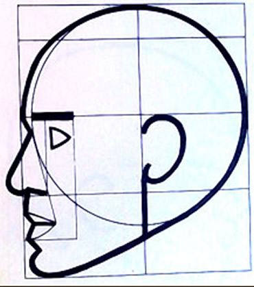 Cabeza Adulta vista de perfil